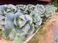 Lots of kale grown in pots in close-up